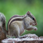 squirrel control in Woodbridge