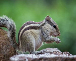 squirrel control in Woodbridge