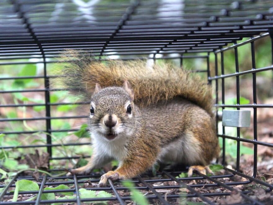 squirrel removal