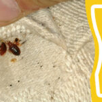 bed bug pest control near me