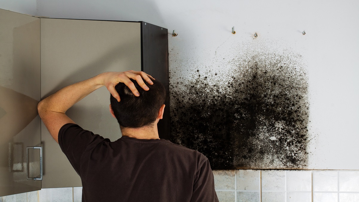 Black Mold On the wall