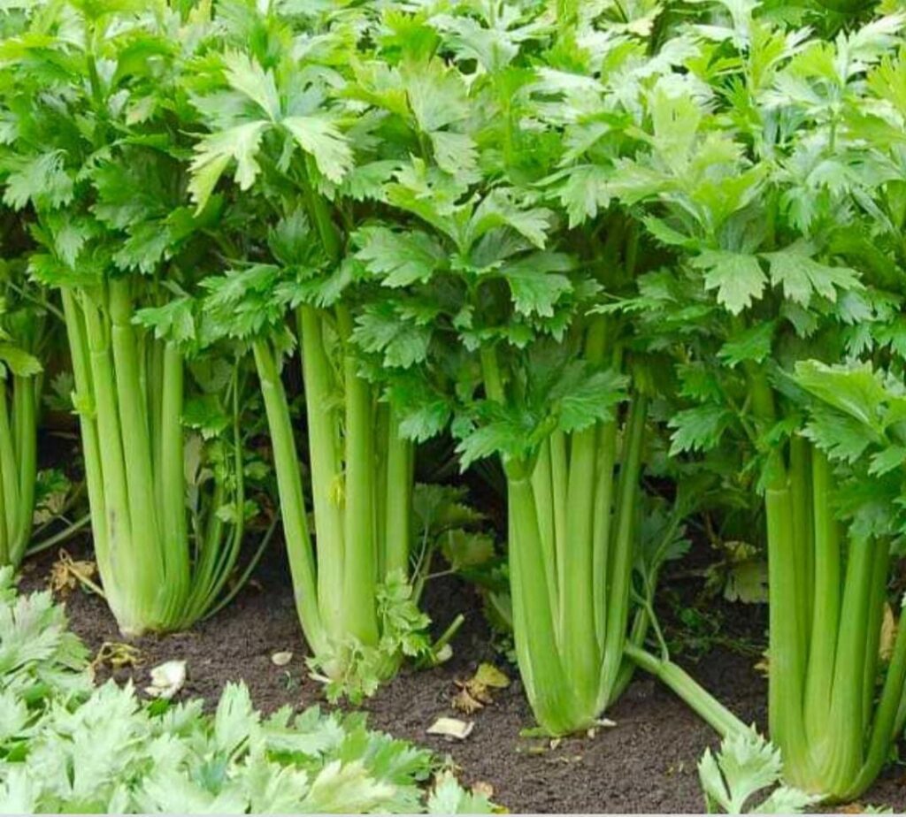 Detail Project Report: Setting up a Celery Processing Plant Edition 2024, Cost and Revenue