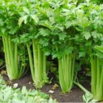 Detail Project Report: Setting up a Celery Processing Plant Edition 2024, Cost and Revenue