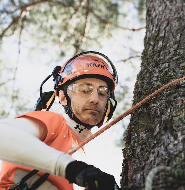 Tree Removal Ottawa