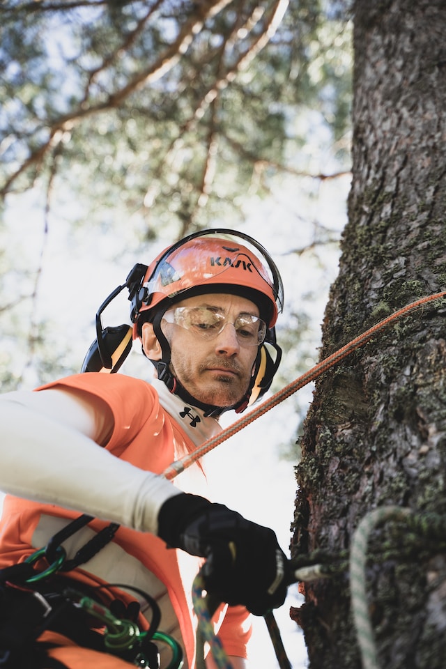 Tree Removal Ottawa