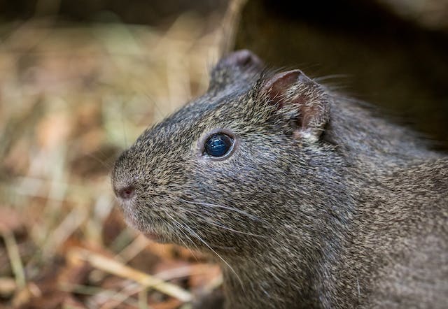 Pest Control Ottawa