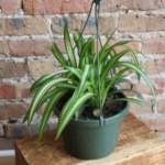 spider plant