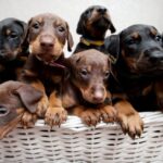 Exploring European Doberman Puppies for Sale: What Sets Them Apart