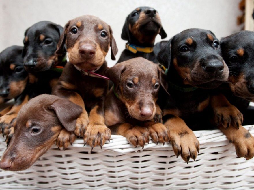 Exploring European Doberman Puppies for Sale: What Sets Them Apart