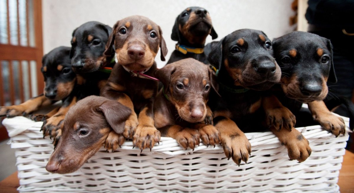 Exploring European Doberman Puppies for Sale: What Sets Them Apart