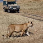 Ultimatives Uganda-Abenteuer: Eine 10-tägige Safari mit Steady Safaris