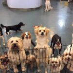 The Ultimate Guide to Finding the Best Dog Daycare Near Me in Brooklyn