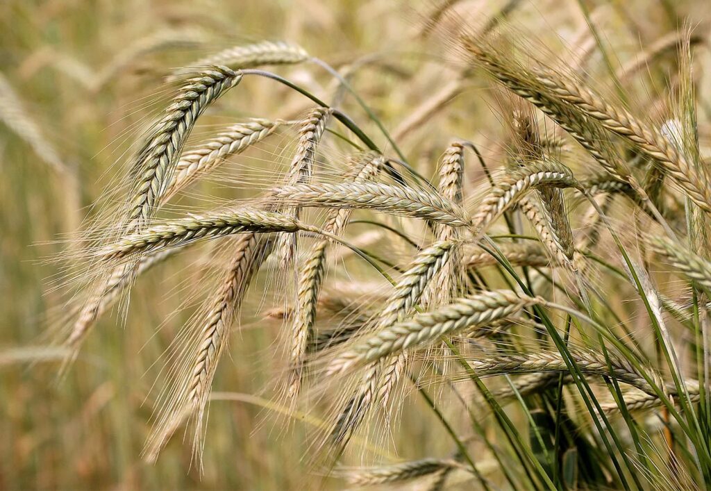 Barley Market