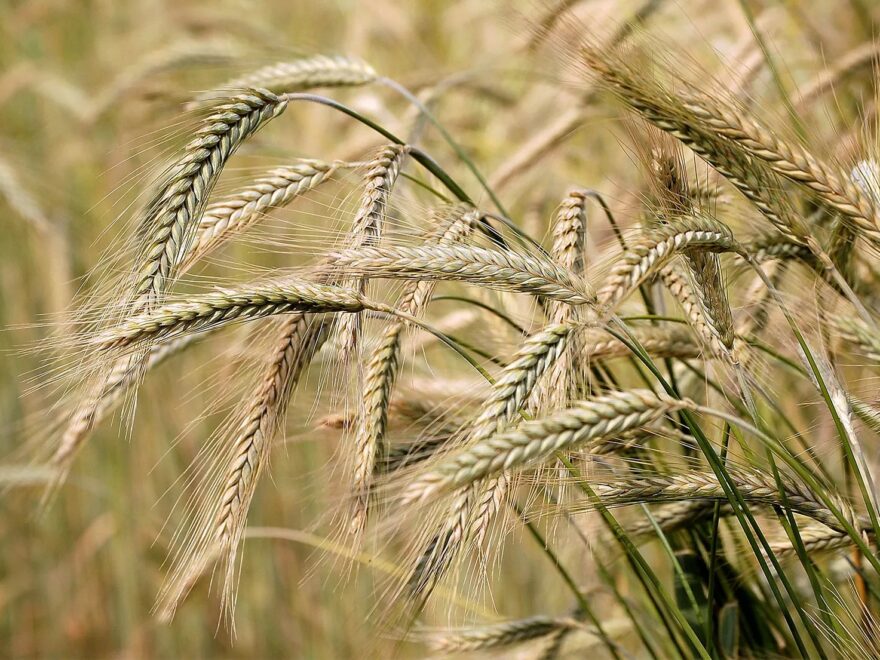 Barley Market