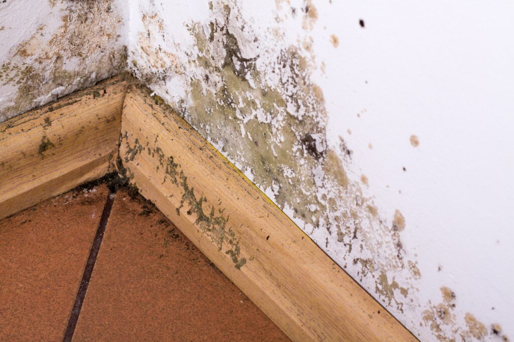 Can I Prevent Mold From Growing