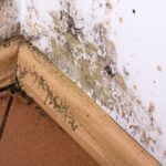 Can I Prevent Mold From Growing