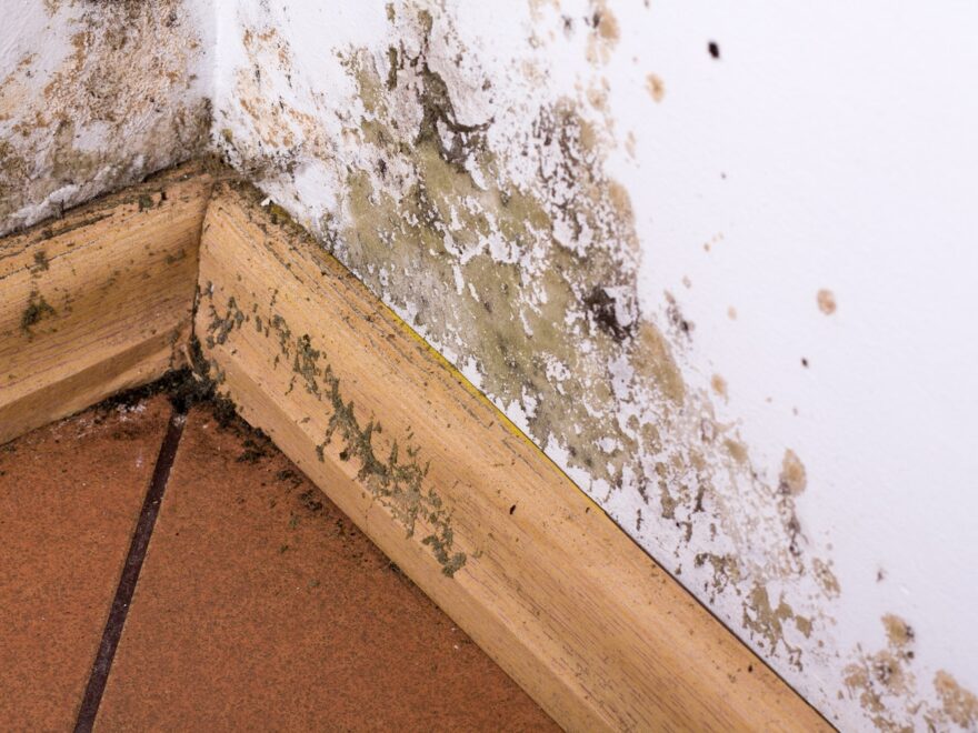 Can I Prevent Mold From Growing