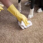 Effective Strategies For Removing Pet Urine Odor