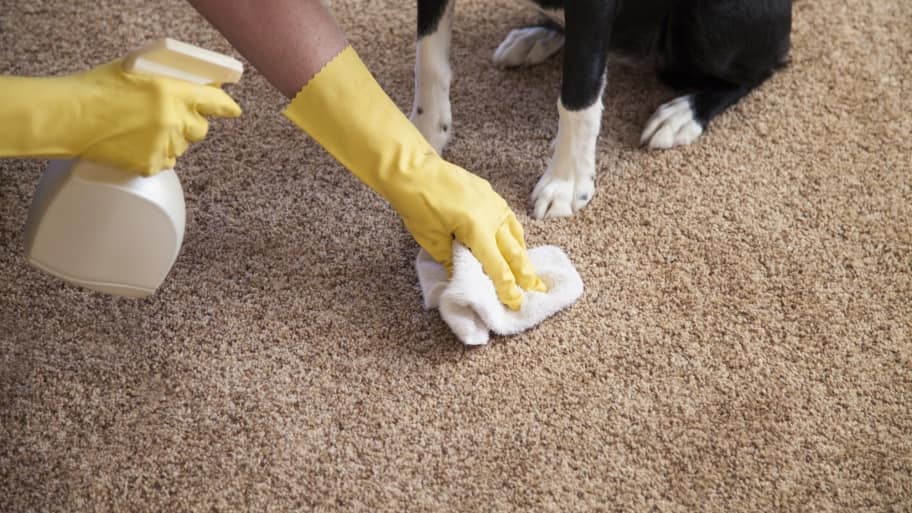 Effective Strategies For Removing Pet Urine Odor