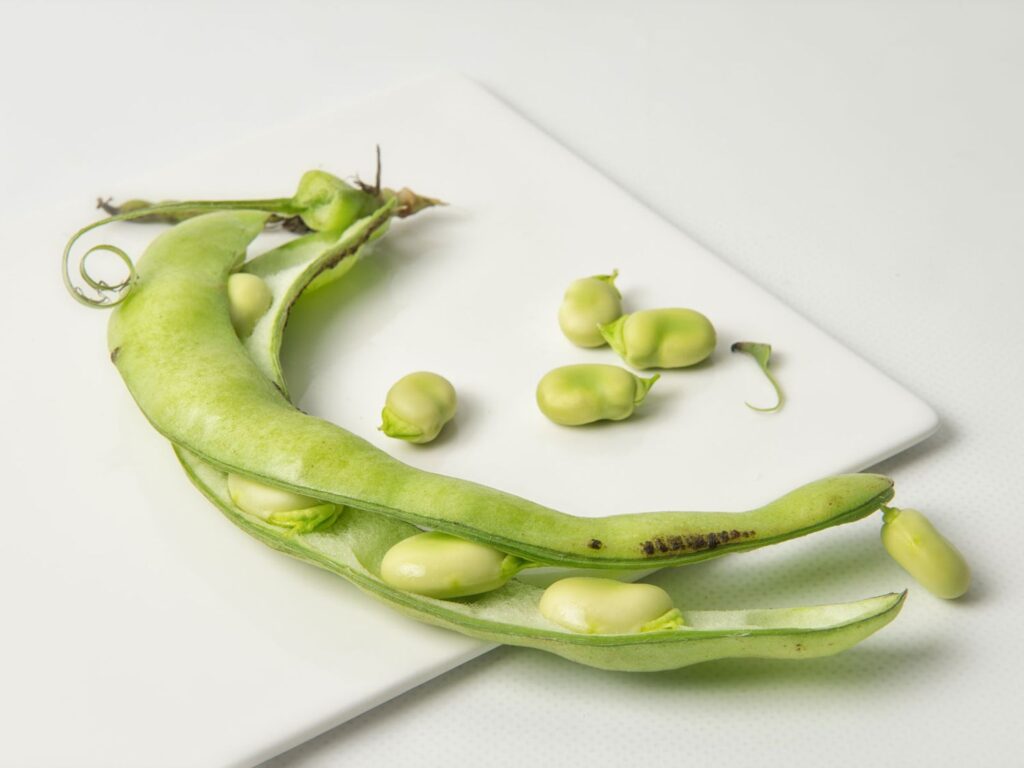 Exploring the Faba Bean Protein Market: A Comprehensive Market Research Report | 2024-2032