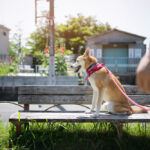 Finding the Best Dog Boarding and Training in Houston