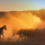 The Importance of Bulk Water Storage in Australia