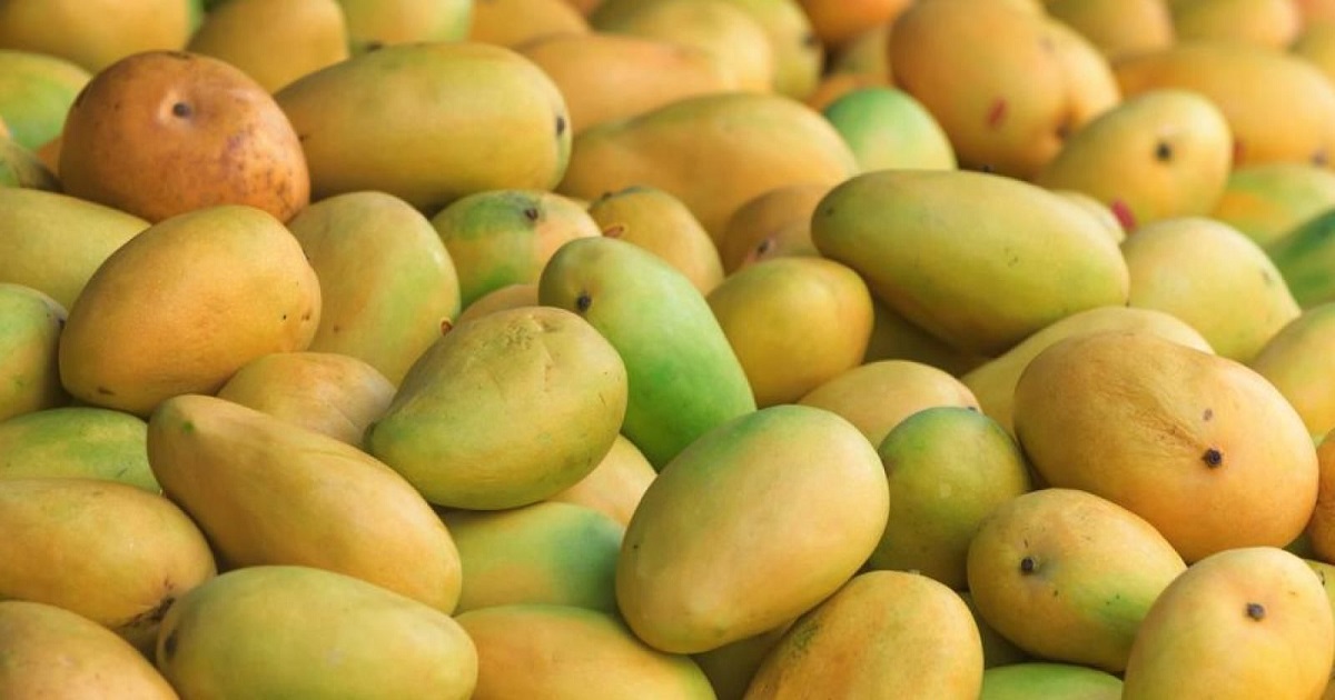 Pakistani Mango Price in Pakistan