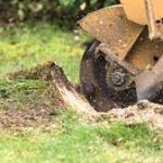 The Ultimate Guide to DIY Stump Removal: Tips and Techniques