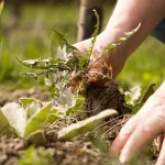 Tips for Controlling Pests and Weeds in Your Vegetable Garden