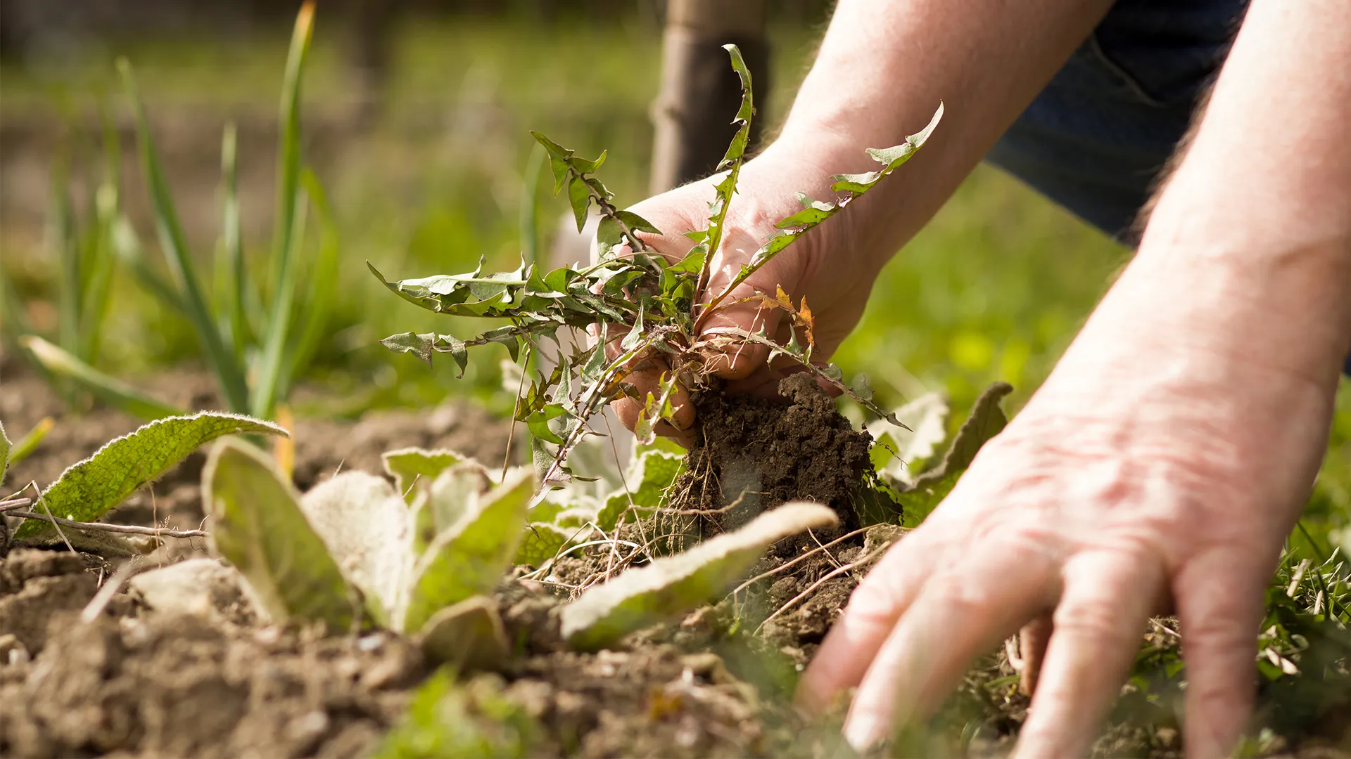 Tips for Controlling Pests and Weeds in Your Vegetable Garden