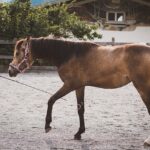 Horse Training Near Me