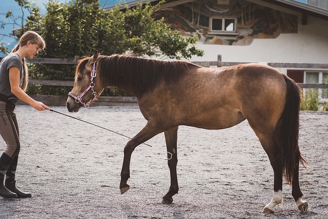 Horse Training Near Me