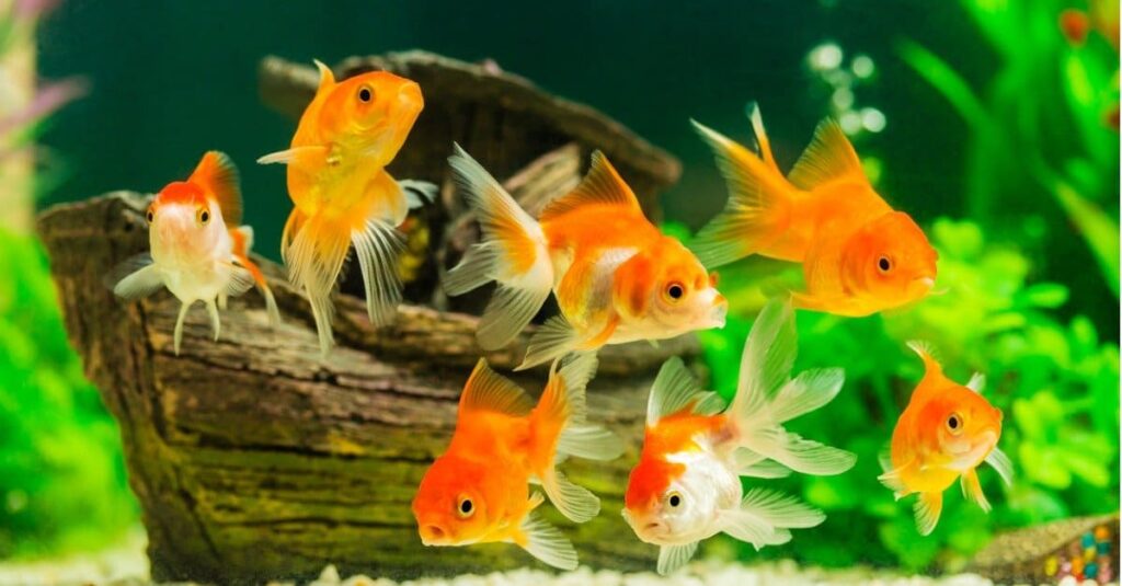 How Long Do Goldfish Live & How to Extend Their Lifespan?