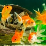 How Long Do Goldfish Live & How to Extend Their Lifespan?