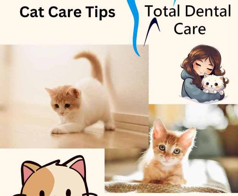 cat age teeth