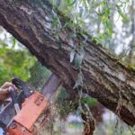 Unveiling the Art of Tree Removal in Van Nuys