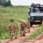 Ugandas Landschaften und Lebensweise erleben: Eine authentische Reise mit Steady Safaris