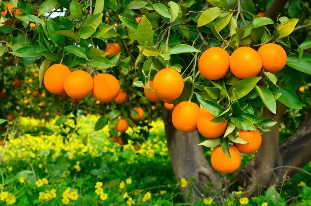 Orange Farming in India-Cultivating Citrus Success