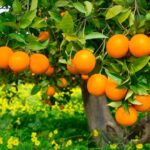 Orange Farming in India-Cultivating Citrus Success