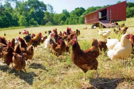 Pasture Raised Chicken in Houston