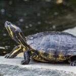 Quack Haven Mastering the Art of Turtle Pond Care