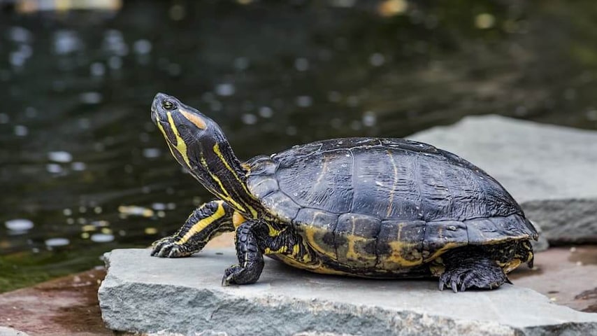 Quack Haven Mastering the Art of Turtle Pond Care