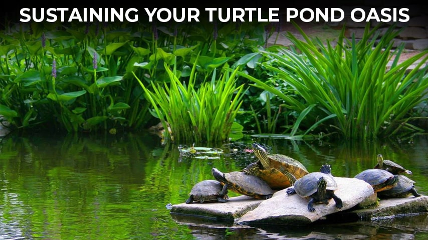 Sustaining Your Turtle Pond Oasis