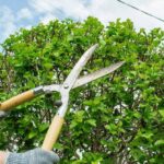 Tree Trimming in Ballwin MO