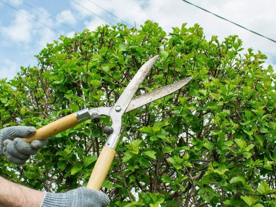 Tree Trimming in Ballwin MO