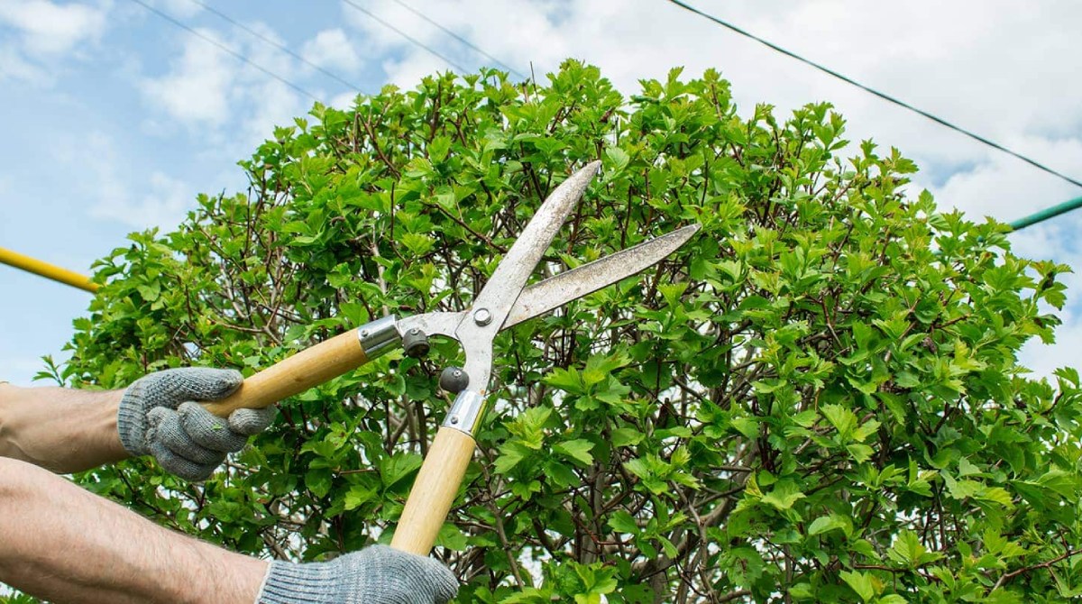 Tree Trimming in Ballwin MO