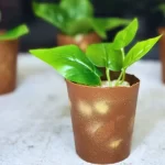 chocolate-plant-pot