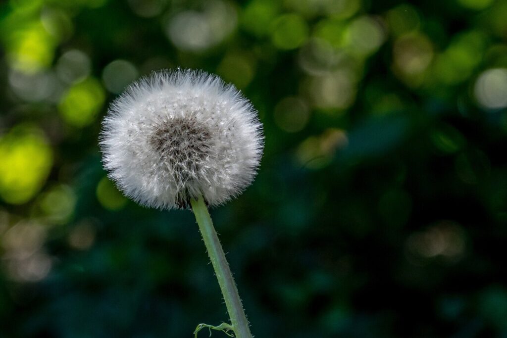 Exploring the Potential of Dandelion Root in Cancer Treatment and Prevention