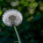 Exploring the Potential of Dandelion Root in Cancer Treatment and Prevention