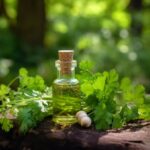 Guide to Setting Up Coriander Oil Manufacturing Plant in 2024